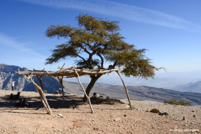 Juniper tree at Wadi Nakhr