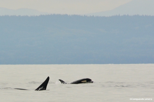 Orca in Vancouver, Canada