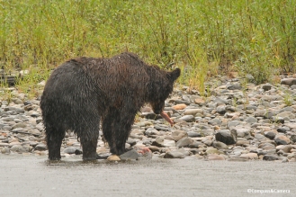 Grizzly bear on the Atnarko River, British Columbia