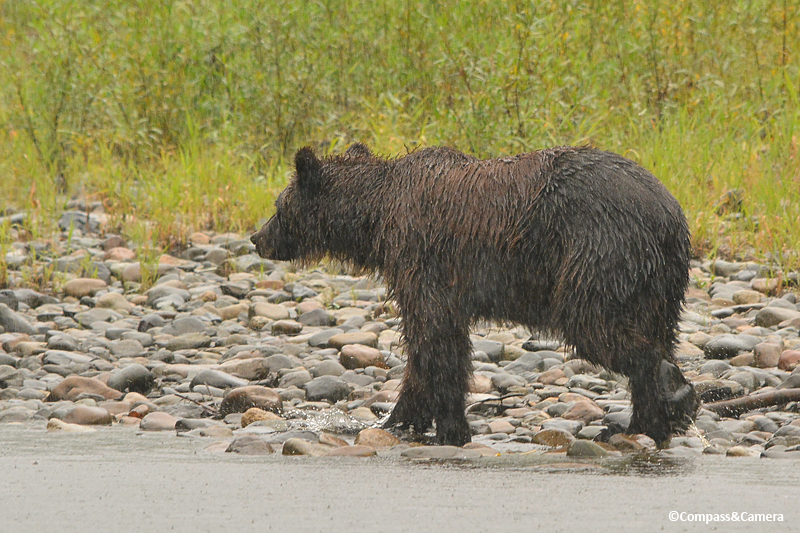 Grizzly bear on the Atnarko River, British Columbia
