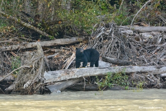Black bear on the Bella Coola River