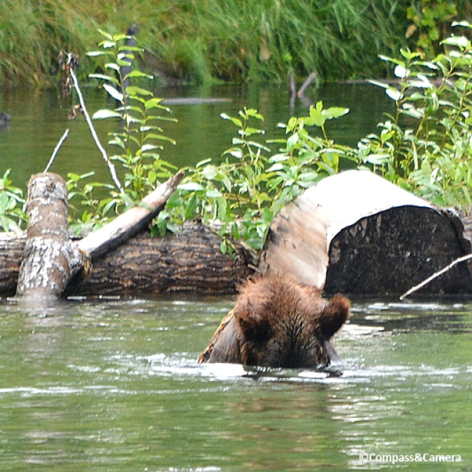 Grizzly fishing :: Bella Coola, B.C.