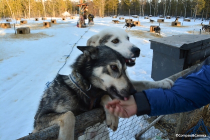 Sled dogs at the ranch