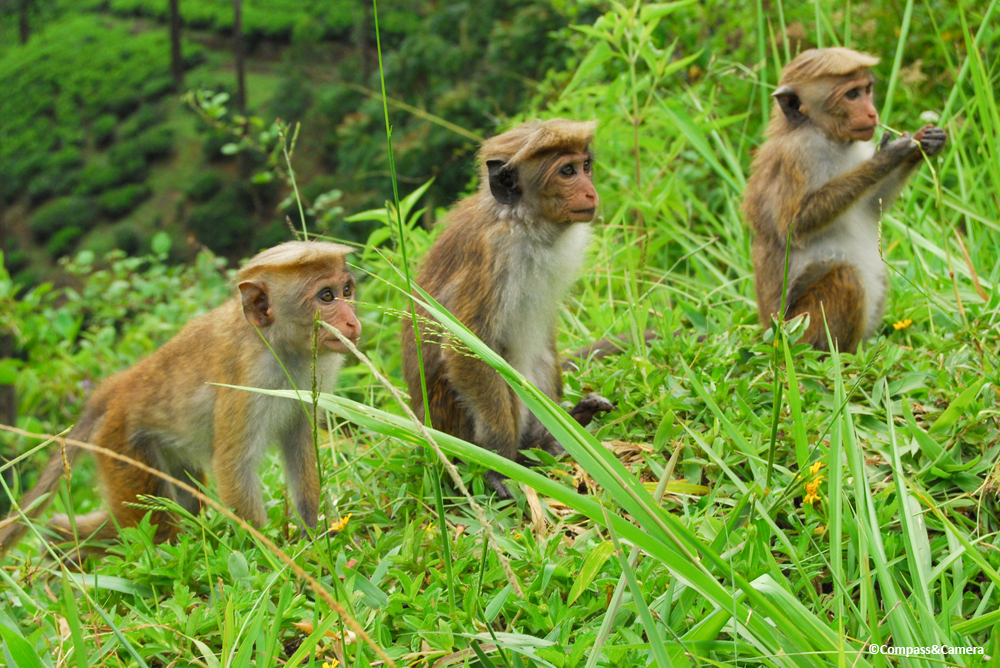 Toque Monkeys, Sri Lanka
